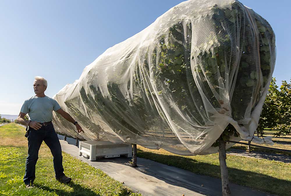 Jim Canaday planted these hazelnut trees eight years ago, and now he’s testing harvest strategies to minimize labor. The drape net, commonly used to protect apples, is zip-tied at the bottom to collect the nuts as they fall. He envisions pulling a small bin trailer under the seam of the net on one side to collect the nuts as a worker cuts the ties from the other side, but for now he rolls them down the nets into bins. (TJ Mullinax/Good Fruit Grower)