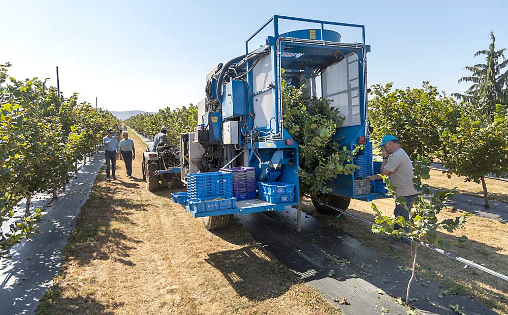 Jeff Weijohn, right, checks on the hazelnuts being harvested with his Kokan mechanical blueberry harvester in a Wapato, Washington, hazelnut field in September 2022. (TJ Mullinax/Good Fruit Grower)