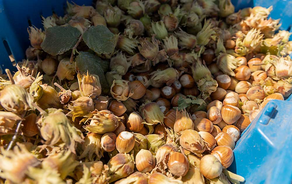 Blueberry harvester-gathered hazelnuts. Hazelnut growers in Oregon’s Willamette Valley traditionally harvest by sweeping up the nuts, which naturally fall when ripe, but Eastern Washington growers are experimenting with new approaches informed by their connections to the fruit industry. (TJ Mullinax/Good Fruit Grower)