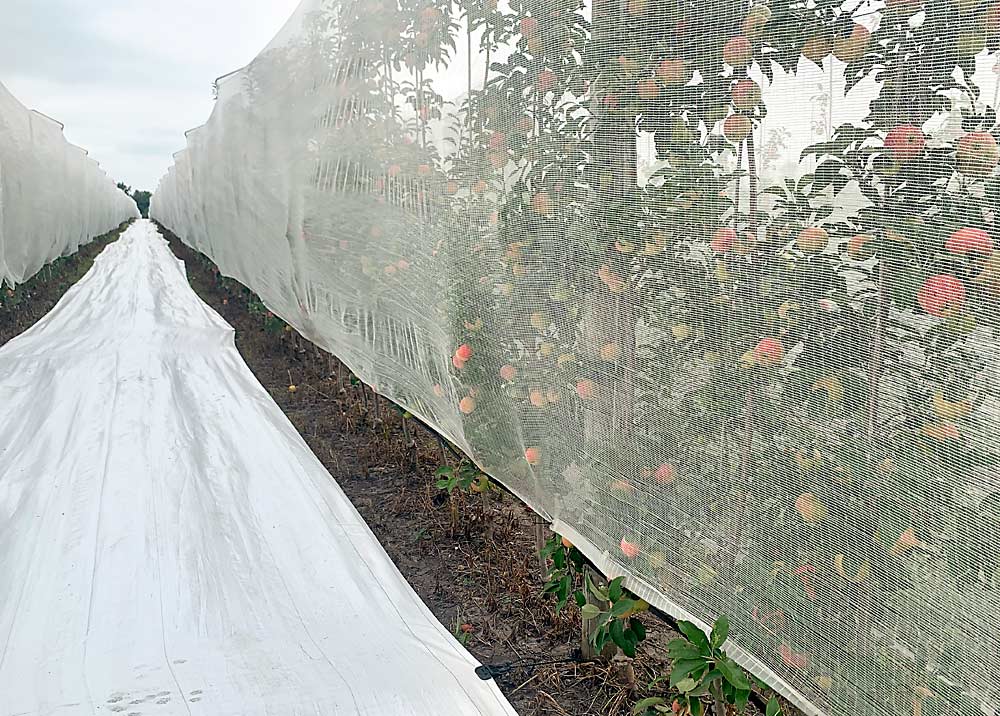 Spurgeon now uses netting and reflective fabric in much of his apple orchard. The netting protects the apples from intense sunlight and hail, while the groundcover helps color the apples. (Courtesy Katelyn Spurgeon)