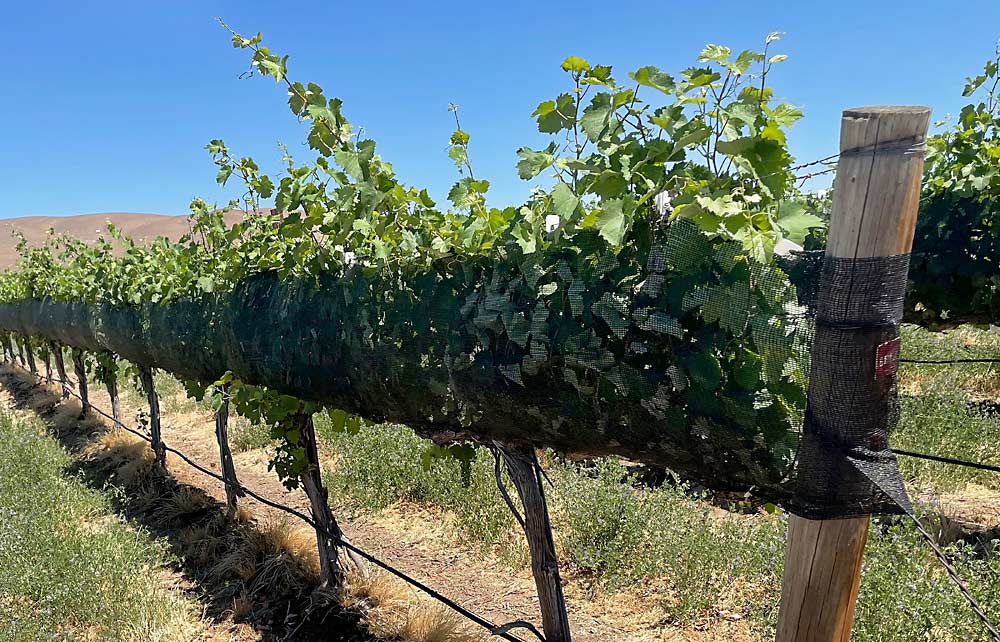 Stretchy shade netting protects the fruiting zone on a row of Mourvedre grapes from the sun during the June 2021 heat wave at Olsen Bros. Ranches near Benton City, Washington. (Courtesy Leif Olsen)