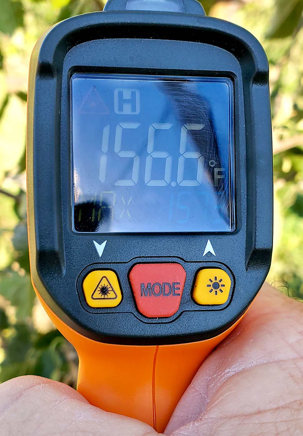Horticulturist Byron Phillips measures a fruit surface temperature of 156.6 degrees Fahrenheit in an unprotected Honeycrisp block near Quincy, Washington, on June 29, when the ambient air temperature was around 110 degrees. Sunburn browning can occur when fruit surfaces exceed 114 degrees, and sunburn necrosis above 120. (Courtesy Byron Phillips)