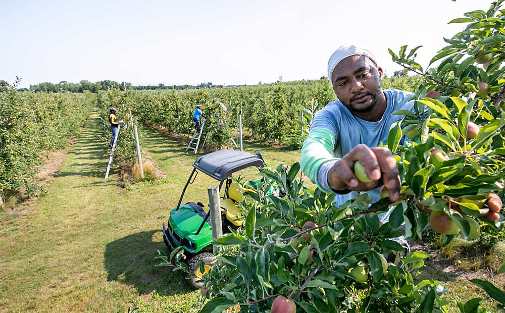 Damon Rickards thins Gala in July 2019 at Hedges Apples in Norfolk County, Ontario. Rickards and the rest of the Jamaican crew are part of Canada’s Seasonal Agricultural Worker Program and are essential for keeping labor-intensive farms such as his in business, said grower Chris Hedges, shown in inset photo. (TJ Mullinax/Good Fruit Grower)