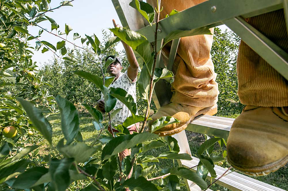 Nigel Willis directs a thinning crew at Hedges Apples in Norfolk County, Ontario. Willis is a Jamaican national and has worked with Hedges for over 10 years through Canada’s Seasonal Agricultural Worker Program. He now teaches and oversees the crews on the farm. (TJ Mullinax/Good Fruit Grower)