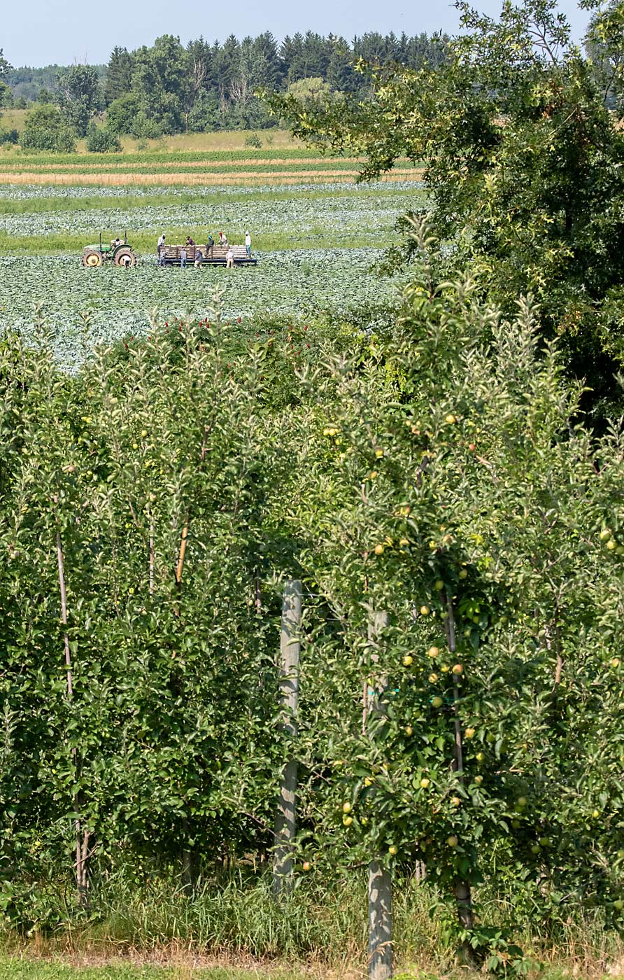 From Chris Hedge's apple orchard in Norfolk County, Ontario, international farmworkers can be seen harvesting cabbage on a neighbor's farm. Hedges praised the Seasonal Agricultural Worker Program, but wished it offered growers the flexibility to share workers with neighbors, especially this year as the COVID 19 pandemic delayed workers and created a spring labor crisis for many Canadian fruit and vegetable growers who rely heavily of seasonal workers from Mexico and the Caribbean. (TJ Mullinax/Good Fruit Grower)