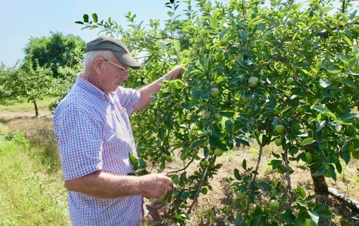As he walks down rows of vintage apples, John constantly stops to thin. Here, he plucks off a few Swiss Gourmet or Arlet, a cross between Golden Delicious and Idared that was developed in Switzerland. Photo by Leslie Mertz.