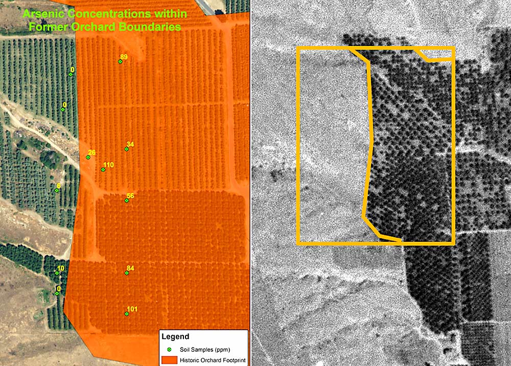 Owners of historic orchard property looking to sell or develop may face maps like this that show location of legacy orchards and readings of lead-arsenate contamination. Notice how much higher contamination readings are inside the boundaries of the historic orchards, in orange, compared to those in a newer orchard. The inset image at left shows the old orchard. (Courtesy Washington State Department of Ecology)