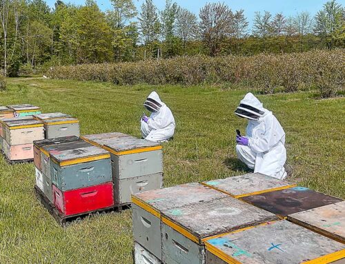 Better bee activity from hives that thrive