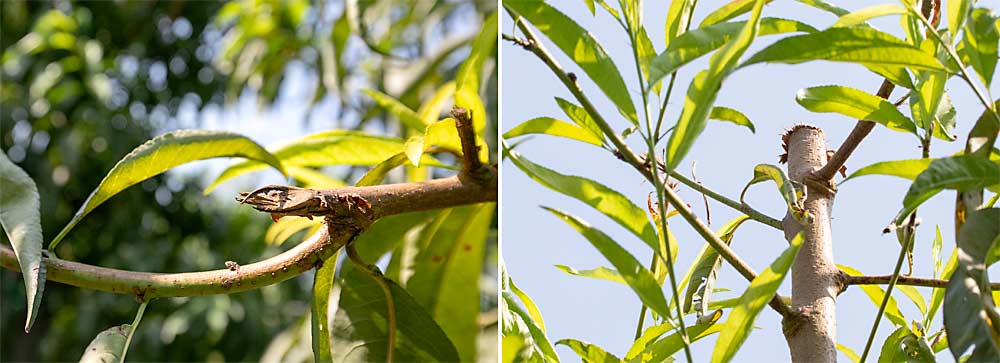 Hand and machine labor mix at HMC, which hand prunes side branches preharvest for color, left, and mechanically tops peaches after harvest, right, to control vigor. (Photos by TJ Mullinax/Good Fruit Grower)