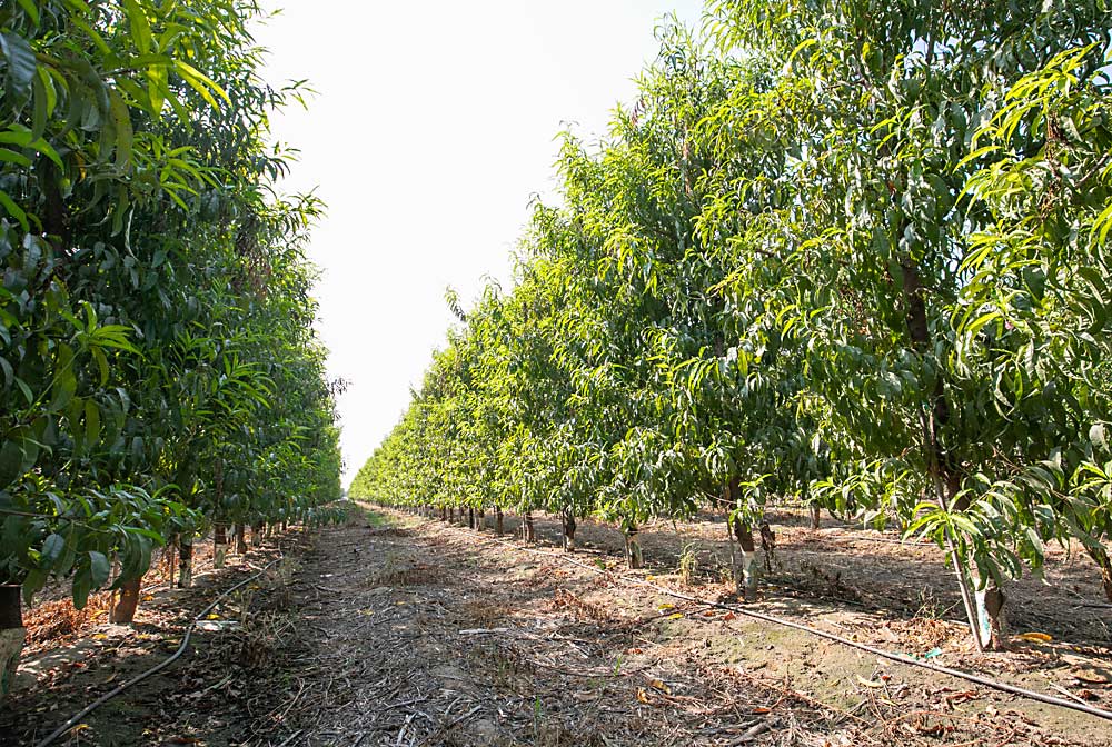 Peaches stand at 5-foot by 13-foot spacing in late September at HMC Farms, a Kingsburg, California, stone fruit producer going all in on high-density planar canopies. (TJ Mullinax/Good Fruit Grower)