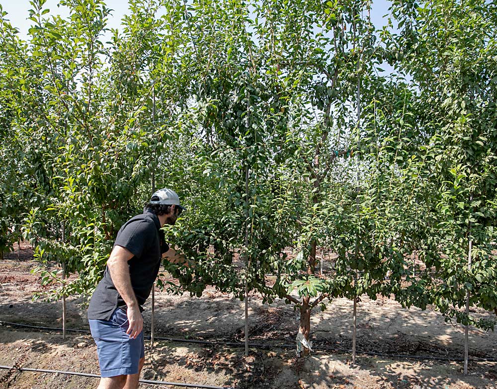 HMC spaced this plum block at 6 feet with leaders trained along four horizontal wires on each side. For plum, they’ve found that the system must adjust based on variety, said Jon McClarty, president. (TJ Mullinax/Good Fruit Grower)