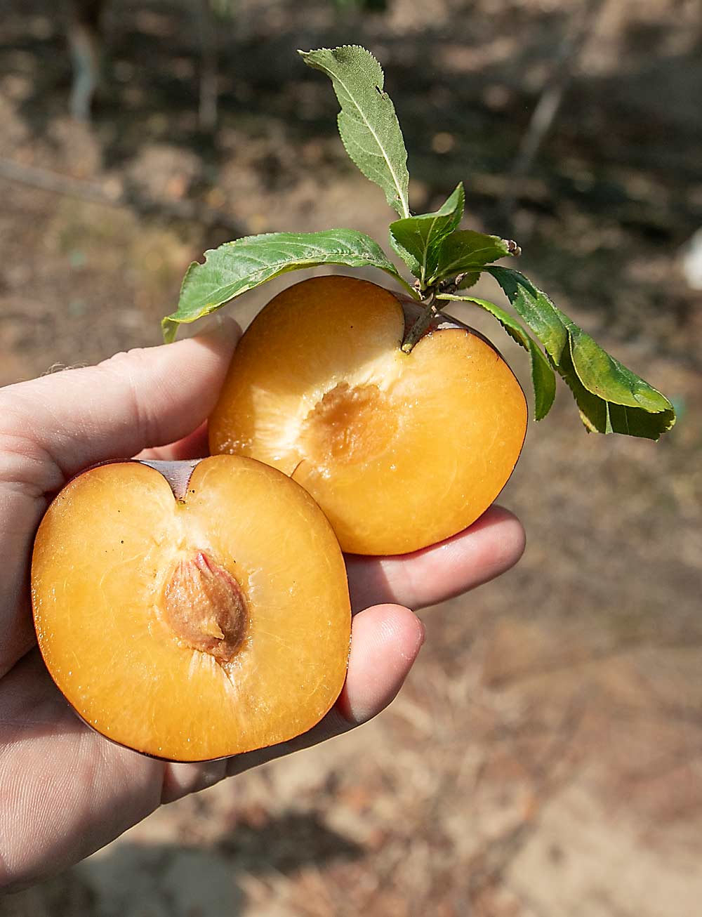 The inside of a Black Magic, an HMC proprietary plum. (TJ Mullinax/Good Fruit Grower)