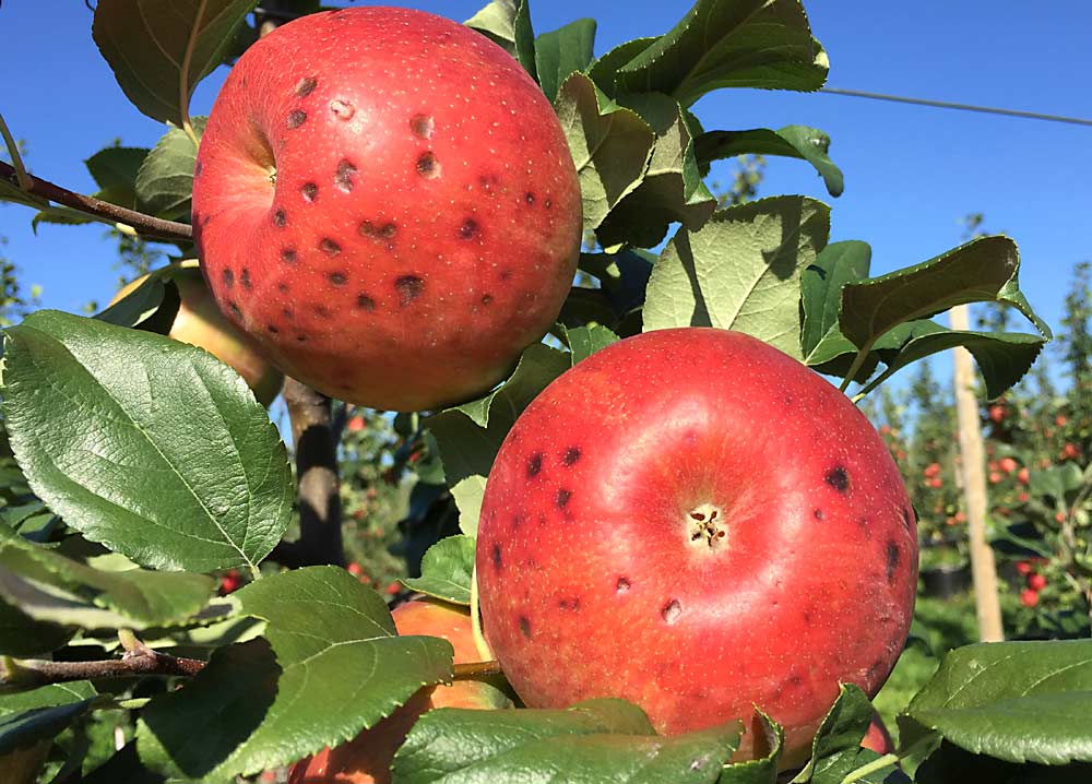 Royal Red Honeycrisp apples show bitter pit development at Cornell Orchards in Ithaca, New York, in 2018. The disorder typically appears in storage and is difficult to predict.(Courtesy Lailiang Cheng/Cornell University)