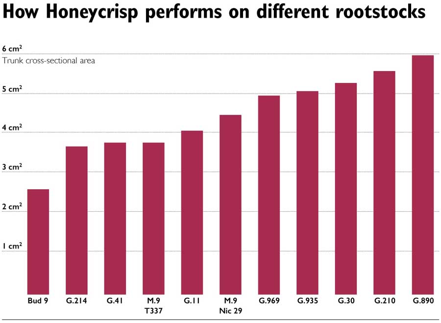 Relative growth of Honeycrisp trees after the first growing season in a rootstock trial in East Wenatchee. Source: Washington Tree Fruit Research Commission (Jared Johnson/Good Fruit Grower)
