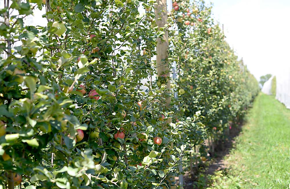 Third-leaf Honeycrisp on Geneva 935 at South Baldwin Farms in eastern Kansas. Farm manager Gabe Spurgeon has learned that in his area, G.41 and G.935 work much better than Budagovsky 9. (Courtesy Katelyn Spurgeon)