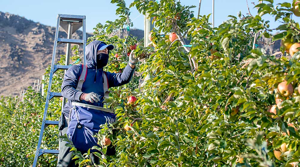 Antonio Lopez wears a face mask while looking for Honeycrisp ripe enough to harvest during the first pick in this Naches, Washington, apple block on Sept. 1. Employees wearing masks is just one of the many ways the coronavirus pandemic has upended the apple industry. (TJ Mullinax/Good Fruit Grower)