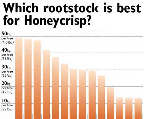 Which rootstock is best for Honeycrisp?