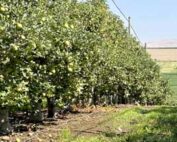 The 2023 crop develops in a Yakima Valley Honeycrisp orchard in early August. The Washington apple industry estimates growers will harvest 134 million boxes for the fresh market this year. (Leah Crawford/Good Fruit Grower)