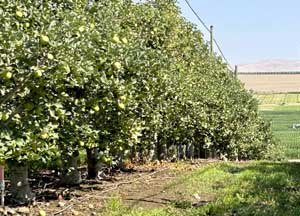 The 2023 crop develops in a Yakima Valley Honeycrisp orchard in early August. The Washington apple industry estimates growers will harvest 134 million boxes for the fresh market this year. (Leah Crawford/Good Fruit Grower)