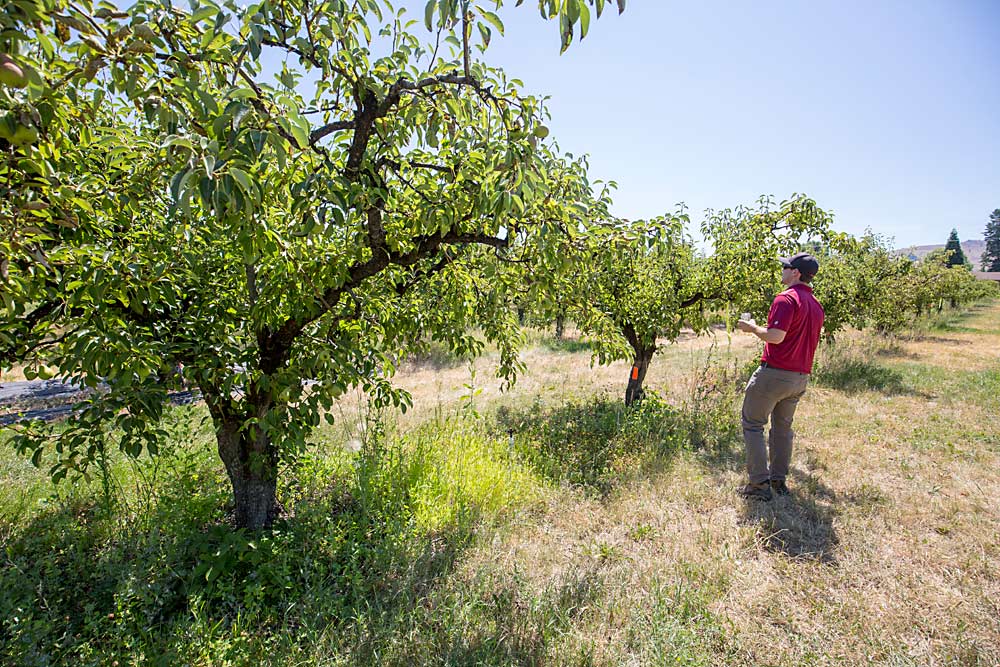 Washington State University researcher Louis Nottingham collects honeydew samples from Bartlett pear trees at the university test block in Wenatchee, Washington, on July 19, 2017, as part of a study on the effectiveness of reflective coverings to combat pear psylla. (TJ Mullinax/Good Fruit Grower)