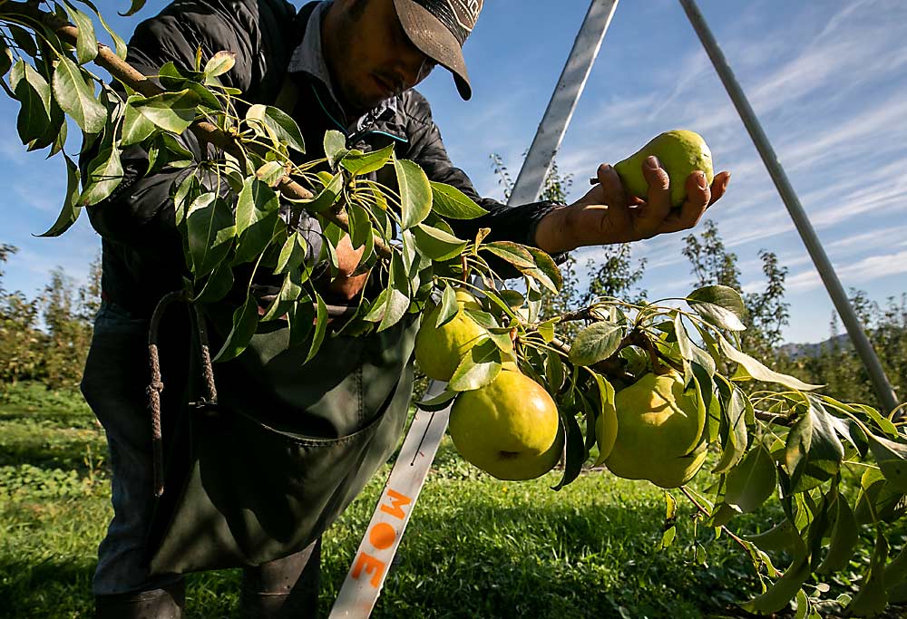 Jose Lopez Lomeli picks Gem pears in 2019 at a Hood River, Oregon, farm. The Gem, which can be eaten crispy at harvest or soft after several days of ripening, has increased in volume enough that marketers plan to throw some dollars behind it. (TJ Mullinax/Good Fruit Grower)