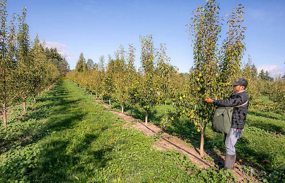 Jose Lopez Lomeli picks Gem pears in one of Moe’s free-standing orchards, this one planted with 10-foot by 15-foot spacing. (TJ Mullinax/Good Fruit Grower)