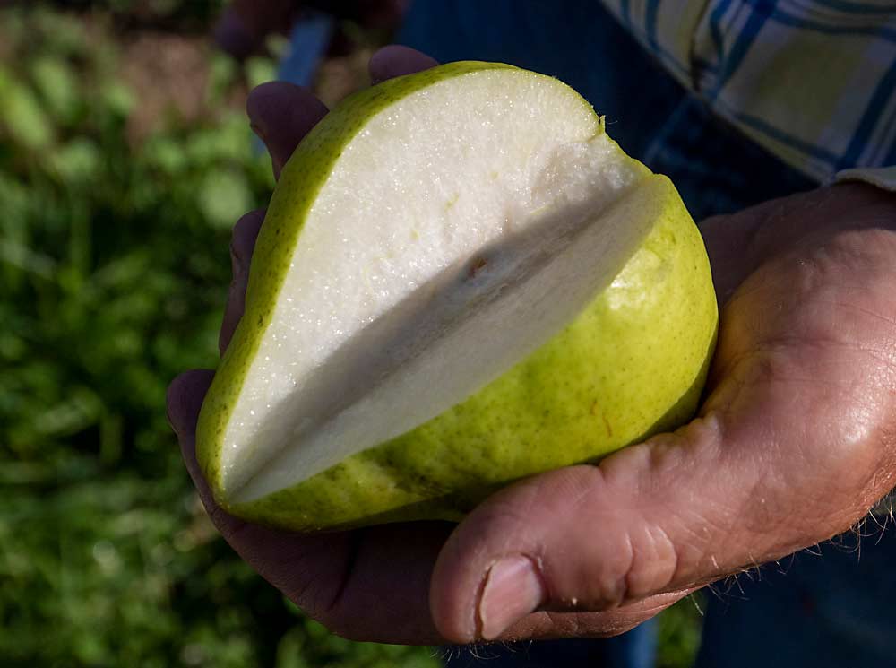 A Gem sliced open right off the tree has a crispy texture; let it ripen for a few days and it will turn buttery and soft. (TJ Mullinax/Good Fruit Grower)