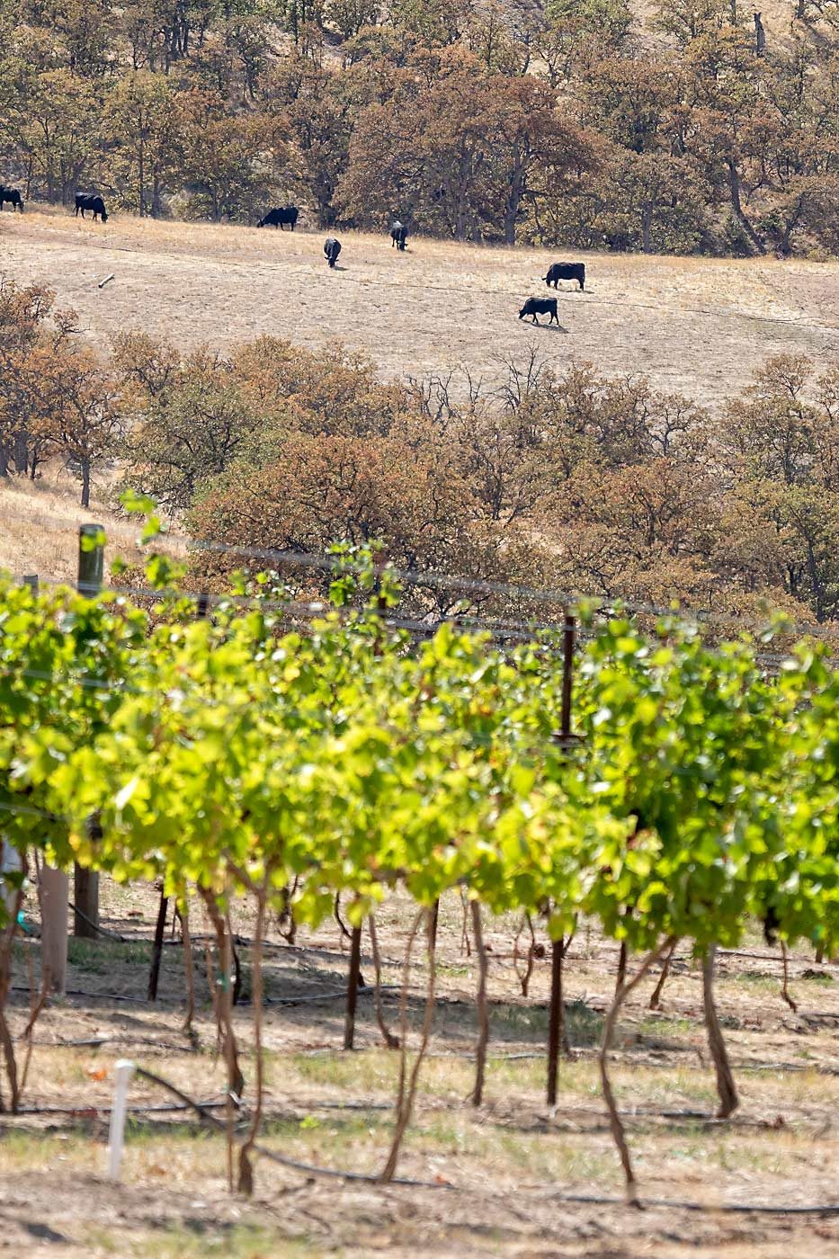 Southwest of The Dalles and just outside of the Columbia River Gorge National Scenic Area, Windhorse Vineyard’s surrounding area is relatively uncultivated ranch land. (TJ Mullinax/Good Fruit Grower)