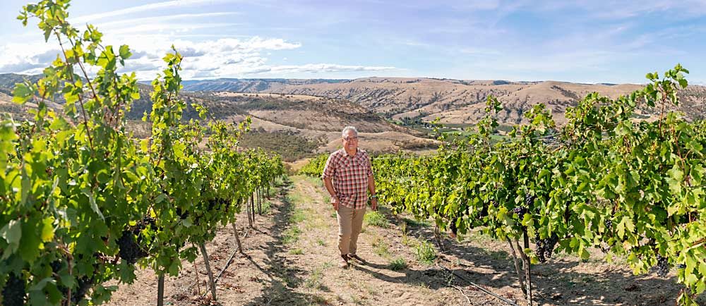 Alan Busacca, co-owner of Windhorse Vineyard, stands in Zinfandel vines near The Dalles, Oregon, in September. These Zinfandel grapes were propagated from vines that were planted in The Dalles over 120 years ago. Past meets future at Windhorse, where Busacca plans to nearly double his acreage, though the rest of the wine industry is cutting back. (TJ Mullinax/Good Fruit Grower photo illustration)
