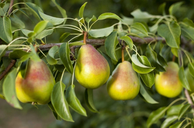 Gem pears at the Oregon State University Mid-Columbia Agricultural Research and Extension Center in Hood River Oregon in 2013. (TJ Mullinax/Good Fruit Grower)