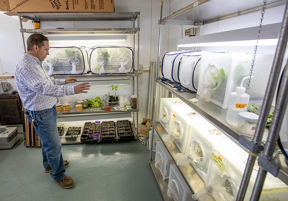 Chris Adams gives a tour of lab space for rearing brown marmorated stink bugs and the samurai wasps that act as a biocontrol for those bugs, in July at the Hood River, Oregon, research center. (TJ Mullinax/Good Fruit Grower)