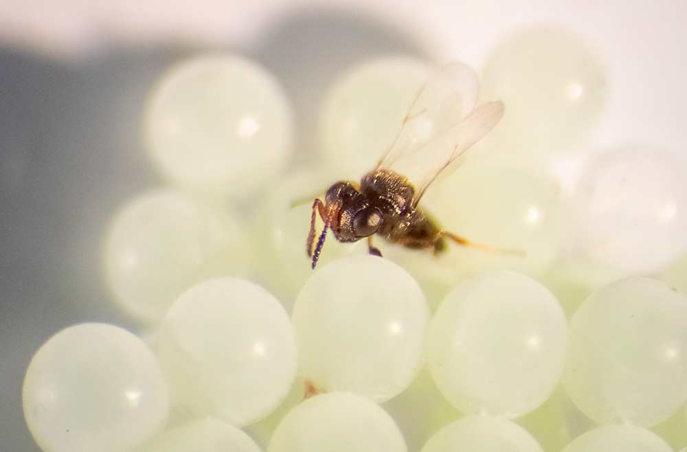 A samurai wasp, Trissolcus japonicus, crawls on brown marmorated stink bug eggs in 2021 at the Oregon State University Mid-Columbia Agricultural Research and Extension Center in Hood River. OSU and Washington State University researchers have released the parasitic wasp as a biocontrol for BMSB. (TJ Mullinax/Good Fruit Grower)