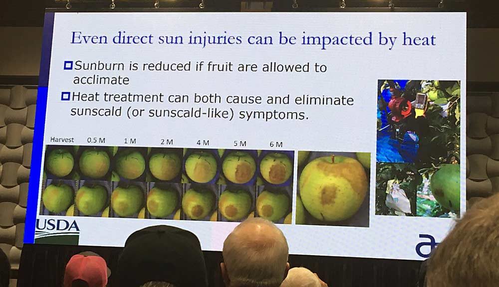 Growing season climate conditions play a big role in how fruit behaves postharvest, said Dave Rudell with the USDA Agricultural Research Service, referring to external disorders such as sunburn and internal disorders such as gala internal browning. (Kate Prengaman/Good Fruit Grower)