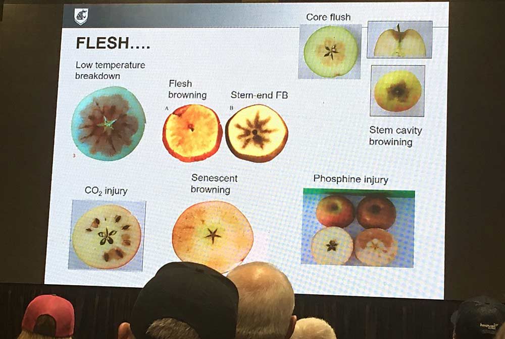 It can still be hard to diagnose postharvest disorders when fruit breakdowns look similar, said Carolina Torres. But you have to identify what it is to solve it for next season. (Kate Prengaman/Good Fruit Grower)