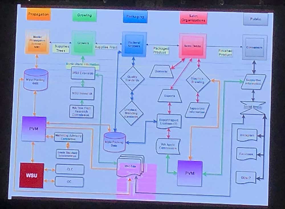 A complex chart Proprietary Variety Management uses to explain the relationships of all the stakeholders involved with the Cosmic Crisp apple. (Ross Courtney/Good Fruit Grower)