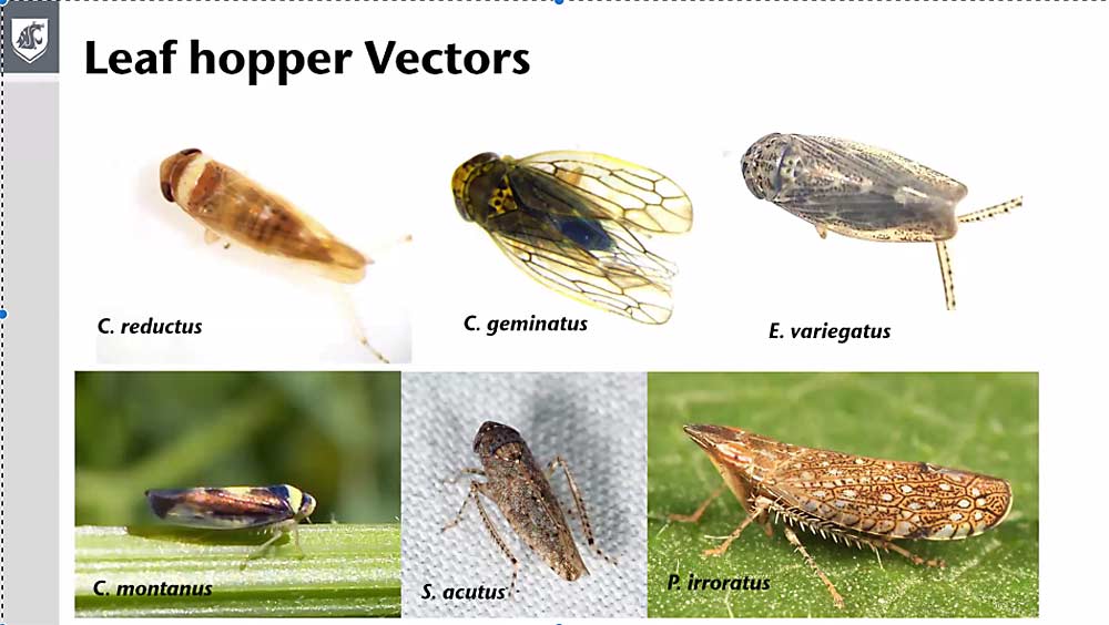 Wanted: Previously under-the-radar leafhoppers appear to be the vectors for X disease phytoplasma in Washington, according to Tobin Northfield, a Washington State University entomologist trying to understand how best to deter and control the insects in cherry orchards. (Courtesy Tobin Northfield)