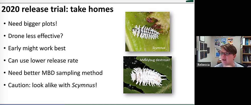 Rebecca Schmidt-Jeffris, an entomologist at the U.S. Department of Agriculture’s Wapato laboratory, discussed a research project on the efficacy of releasing mealybug destroyers. Careful, she said, they look a little like Scymnus, which is a pest.