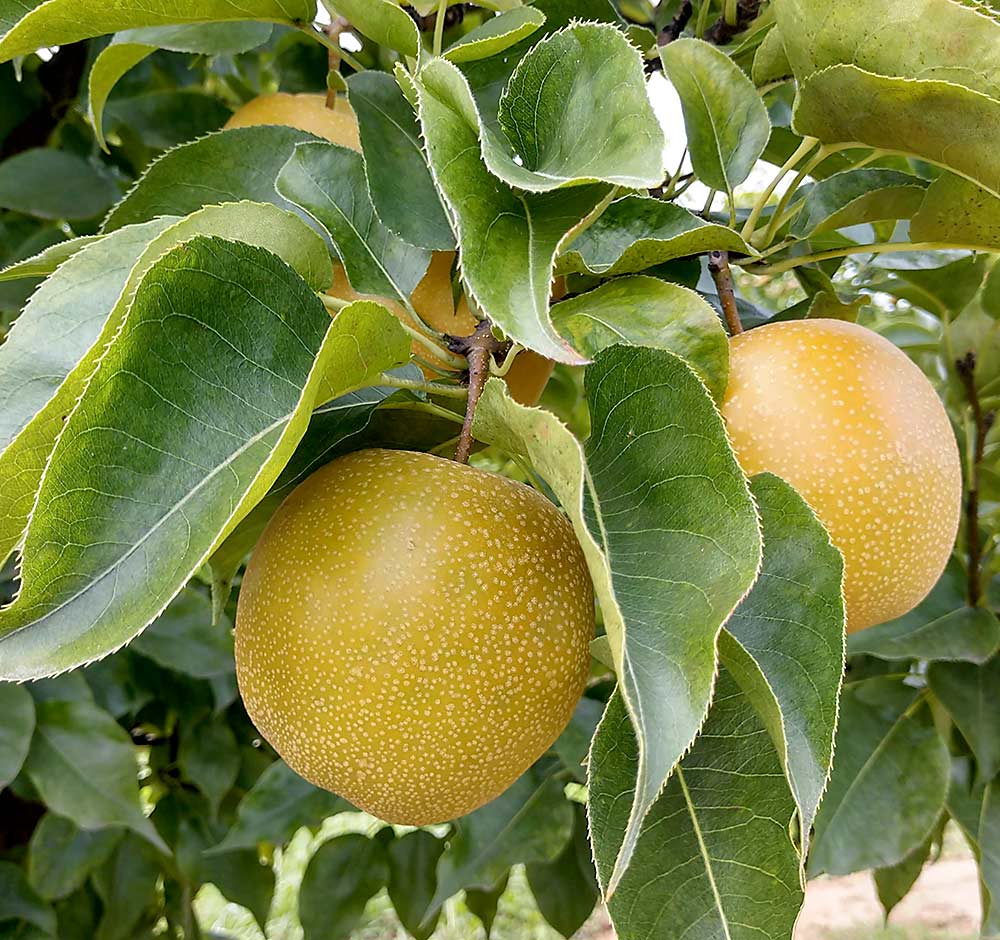 Hosui is a medium to large fruit with light brown skin. It is sweet and crisp, and it stores well for at least two to three months. (Courtesy Dan Stein)