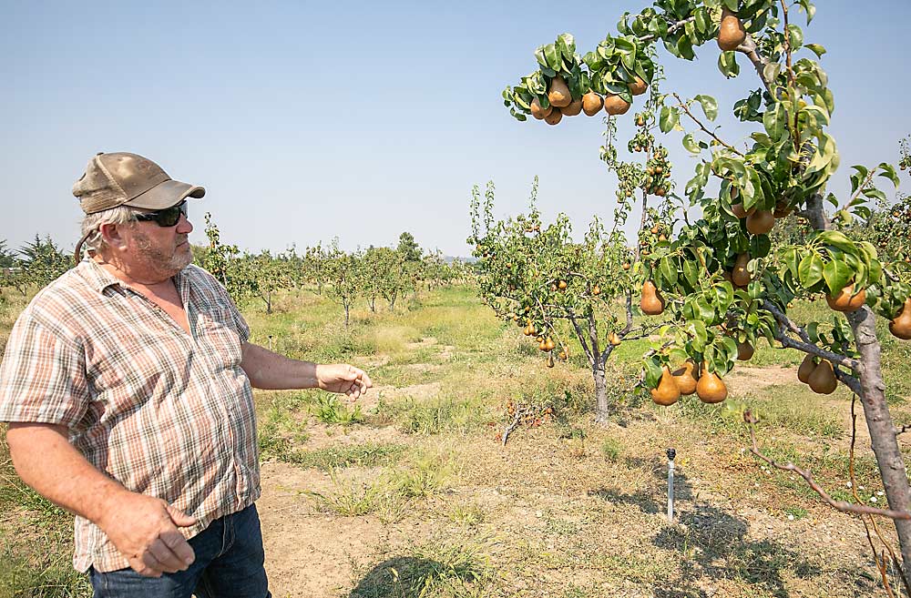 Gary Hubler shows his young, drought-stricken Bosc trees at his small orchard site near Phoenix, south of Medford. He has another orchard site where he’d like to plant, but “it hinges on the water,” he said. (TJ Mullinax/Good Fruit Grower)