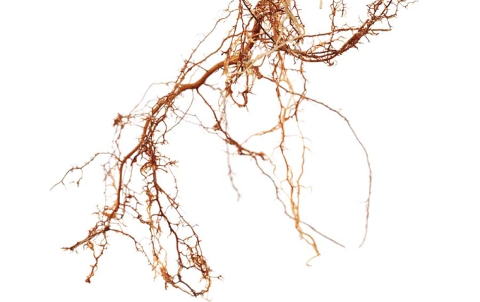 Absorptive roots are responsible for water and nutrient uptake from the soil. Transport roots act like plumbing systems and connect the absorptive roots to the main pioneer roots of the tree. (iStock image)