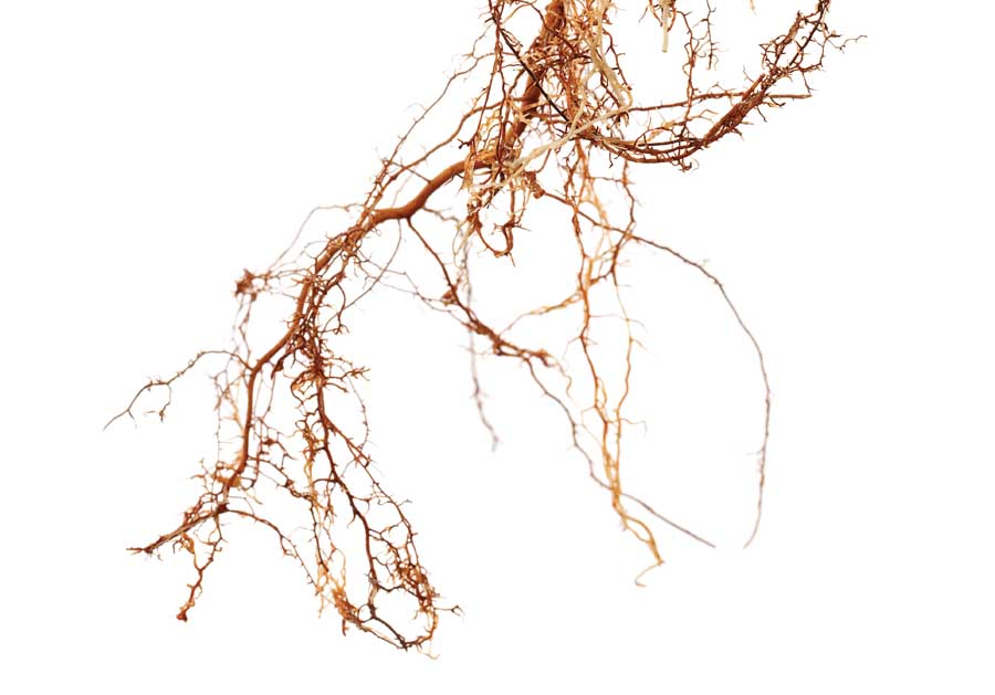 Absorptive roots are responsible for water and nutrient uptake from the soil. Transport roots act like plumbing systems and connect the absorptive roots to the main pioneer roots of the tree. (iStock image)