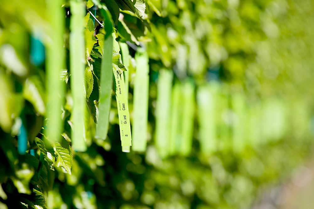 The Cass rootstock, seen here in a Central Washington trial in April 2016, is one in the Corette series of dwarfing rootstocks developed for cherries by retired Michigan State University tree fruit breeder Amy Iezzoni. Researchers and growers are evaluating the rootstocks for their potential in high-density sweet cherry plantings. (TJ Mullinax/Good Fruit Grower)