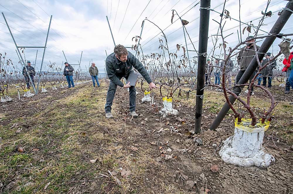 Andrew Sundquist of Sundquist Fruit describes a block grafted from Gala to multileader WA 38 in 2023 at his family’s orchard near Moxee, Washington, during the International Fruit Tree Association winter tour through the Yakima Valley in February. Orchard transition and crop load management were themes of the tour. (TJ Mullinax/Good Fruit Grower)