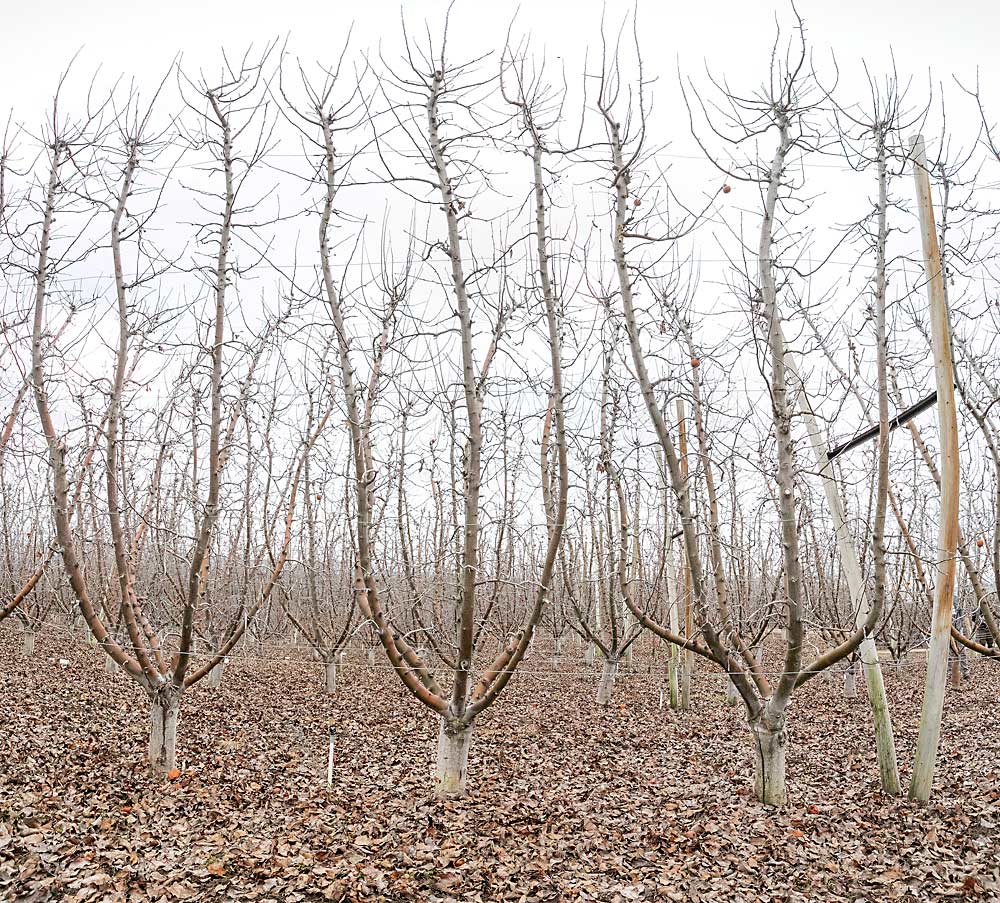 A Sundquist Fruit block of multileader Fujis grafted in 2011 from Braeburn. In hindsight, Sundquist could have used more than six leaders, he said. (TJ Mullinax/Good Fruit Grower)