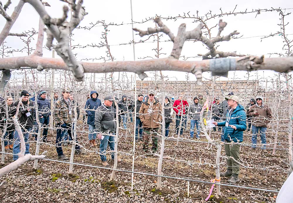 Paul Cathcart of Chiawana Orchards describes how his orchard supervisors count buds on sample trees flagged throughout this Honeycrisp block on B.9 rootstocks. The tops and the bottoms are recorded separately, because sometimes buds develop differently enough to warrant separate pruning and thinning instructions. (TJ Mullinax/Good Fruit Grower)