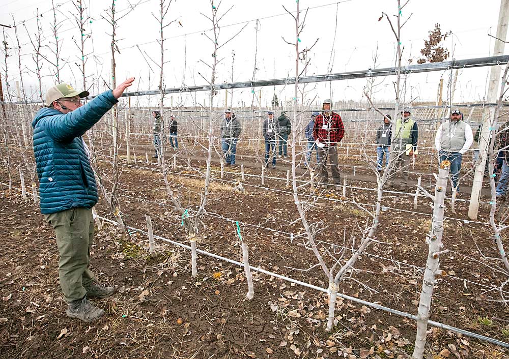 Three years ago, Chiawana grafted this block of Koru over to Honeycrisp, leaving every other Koru tree intact while the grafted trees grew. They started cutting down those Korus this winter, hence the stumps, but the block never went completely out of production. (TJ Mullinax/Good Fruit Grower)