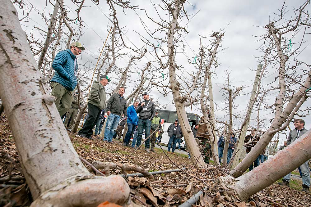 From left, IFTA board member Paul Cathcart, Javier Ramos, Graham Gamache and Gilbert Plath discuss a 20-year-old block of three-leader Golden Delicious at Cornerstone Ranches south of Yakima. Ramos, the orchard manager, and Gamache, a third-generation farmer, find the tree architecture adaptable to any variety or management. (TJ Mullinax/Good Fruit Grower)