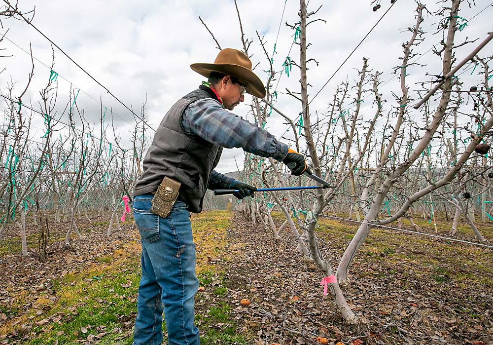 Noè Tello prunes buds on a Buckeye Gala tree, also trained to three leaders, at Cornerstone Ranches. (TJ Mullinax/Good Fruit Grower)