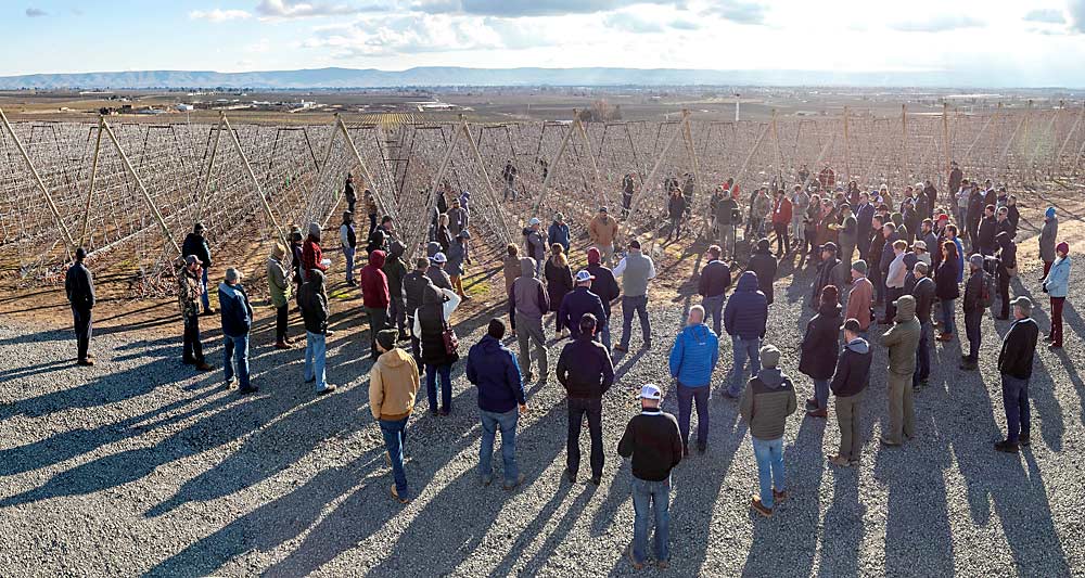 Tourgoers huddle outside a V-trellis Gala block at Washington Fruit’s Grandview ranch for a lesson on pruning at a bud-to-fruit ratio of 1-to-1. (TJ Mullinax/Good Fruit Grower)