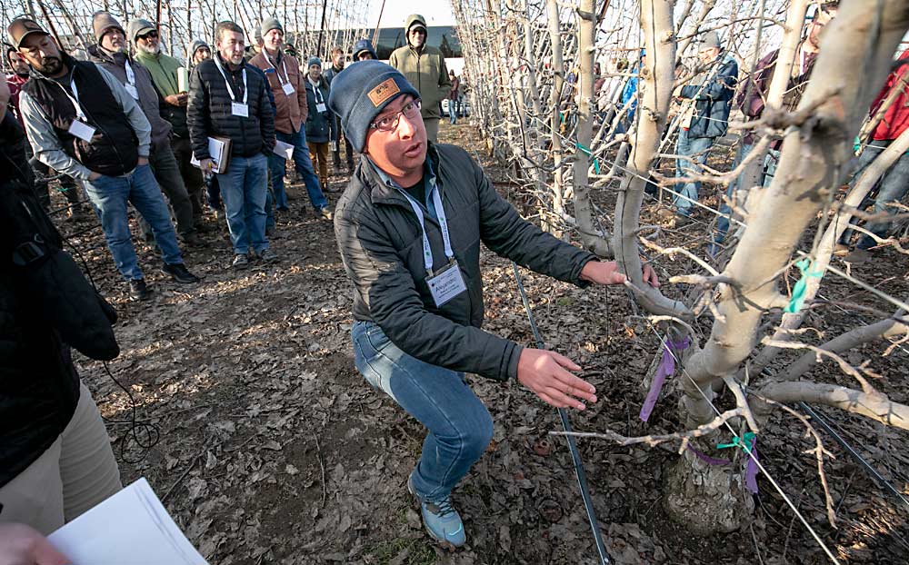 Alejandro Baeza Corral of Agropecuaria la Norteñita in Mexico asks a crop load management question in an Allan Bros. block of multileader Envy in Grandview. (TJ Mullinax/Good Fruit Grower)